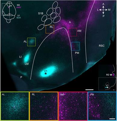 Visuomotor interactions in the mouse forebrain mediated by extrastriate cortico-cortical pathways